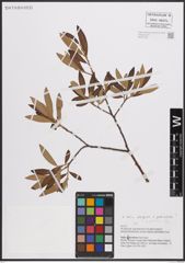 Foto von Salix eleagnos Scop. x Salix pedicellata Desf.